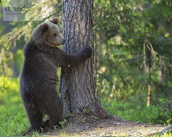 Junger Braunbär (Ursus arctos) an einem Baum im borealen Nadelwald  Suomussalmi  Karelien  Finnland  Europa