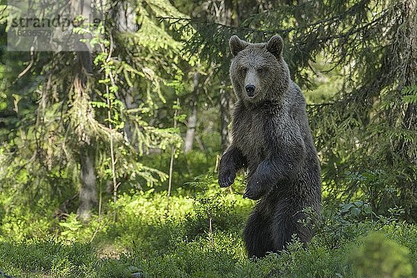 Braunbär (Ursus arctos) auf Hinterläufen aufrecht stehend im borealen Nadelwald  Suomussalmi  Karelien  Finnland  Europa