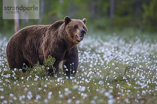 Alter männlicher Braunbär (Ursus arctos) in einem Moor mit fruchtendem Wollgras  Suomussalmi  Karelien  Finnland  Europa