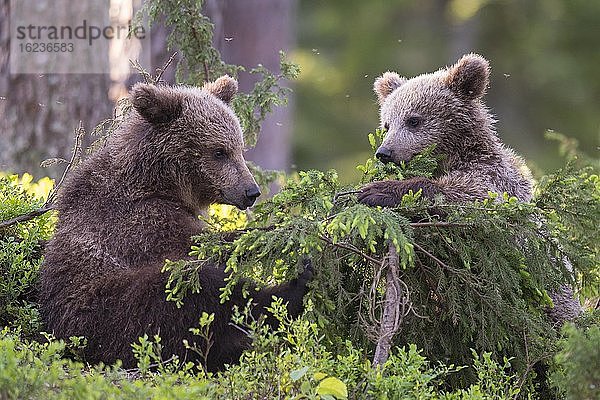 Zwei junge Braunbären (Ursus arctos) spielen im borealen Nadelwald mit einer jungen Kiefer  Suomussalmi  Karelien  Finnland  Europa