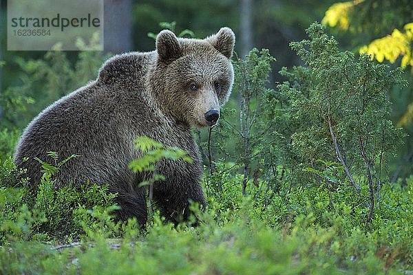 Braunbären (Ursus arctos) im borealen Nadelwald  Spiel  Suomussalmi  Karelien  Finnland  Europa