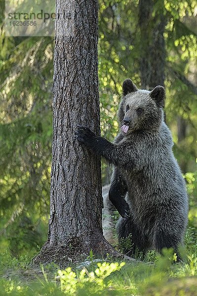 Braunbär (Ursus arctos) steht an einem Baum im borealen Nadelwald und streckt die Zunge aus  Suomussalmi  Karelien  Finnland  Europa