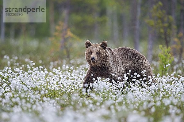 Braunbär (Ursus arctos) in einem Moor mit fruchtendem Wollgras am Rande in eines borealen Nadelwaldes  Suomussalmi  Karelien  Finnland  Europa