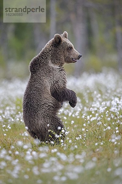 Braunbär (Ursus arctos) aufrecht stehend in einem Moor mit fruchtendem Wollgras am Rande in eines borealen Nadelwaldes  Suomussalmi  Karelien  Finnland  Europa
