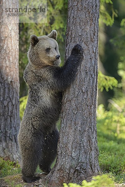 Braunbär (Ursus arctos) klettert auf einen Baum im borealen Nadelwald  Suomussalmi  Karelien  Finnland  Europa