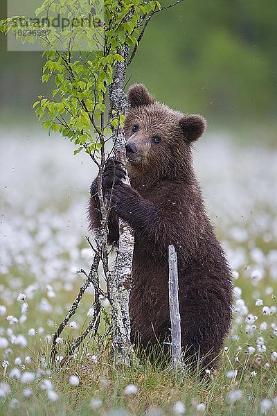 Braunbär (Ursus arctos) steht an einer Birke in einem Moor mit fruchtendem Wollgras am Rande in eines borealen Nadelwaldes  Suomussalmi  Karelien  Finnland  Europa