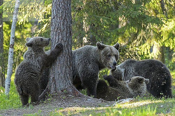 Familie des Braunbären (Ursus arctos) spielt im borealen Nadelwald  Suomussalmi  Karelien  Finnland  Europa
