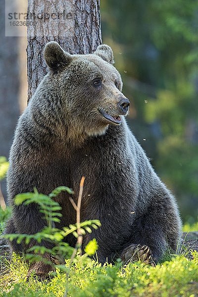 Porträt eines Braunbären (Ursus arctos) m borealen Nadelwald  Suomussalmi  Karelien  Finnland  Europa