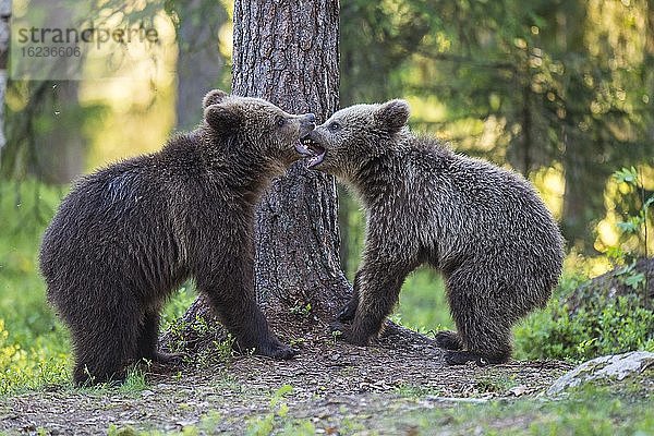 Zwei junge Braunbären (Ursus arctos) streiten sich im borealen Nadelwald  Suomussalmi  Karelien  Finnland  Europa