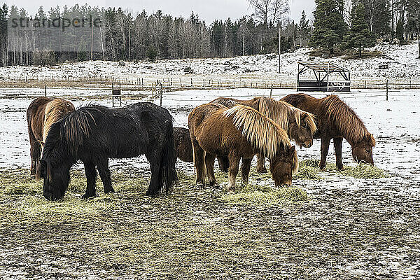 Ponys beim Grasen im Winter