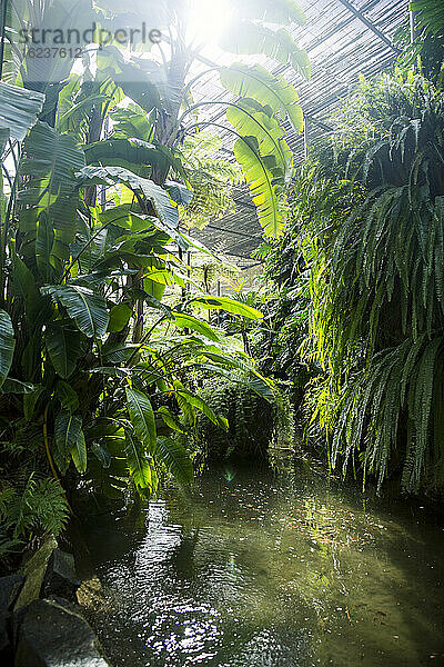 Tropische Pflanzen über einem Teich im Gewächshaus