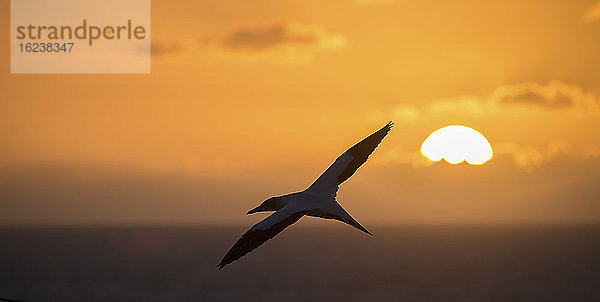 Silhouette eines Vogels im Sonnenuntergang