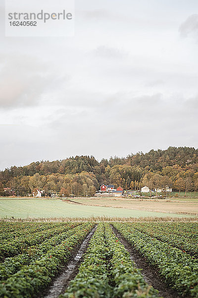 Ländliche Landschaft