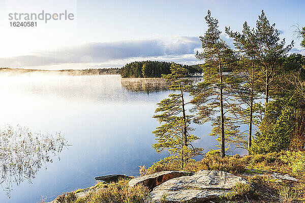 Bäume am See