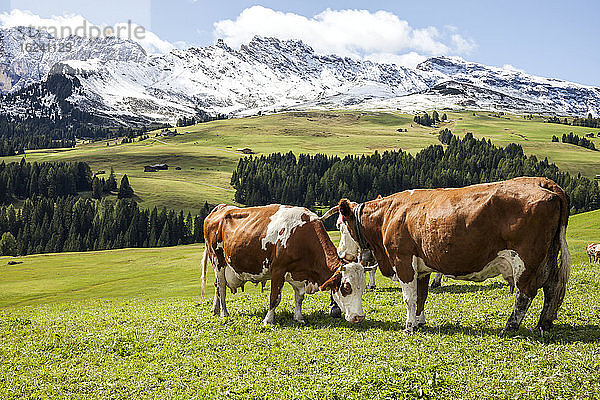 Kühe auf der Bergwiese