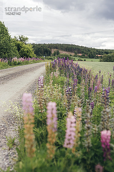 Lupinen entlang der Straße