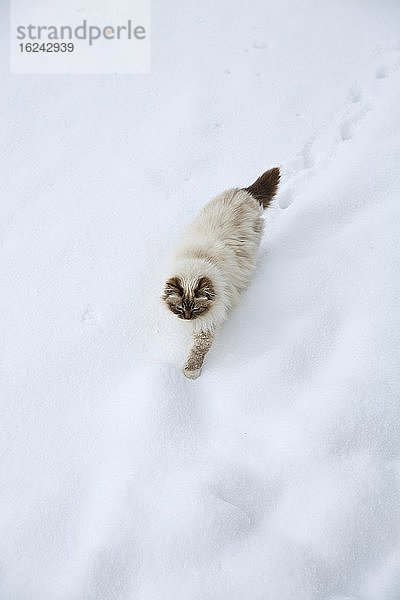 Katze läuft durch Schnee