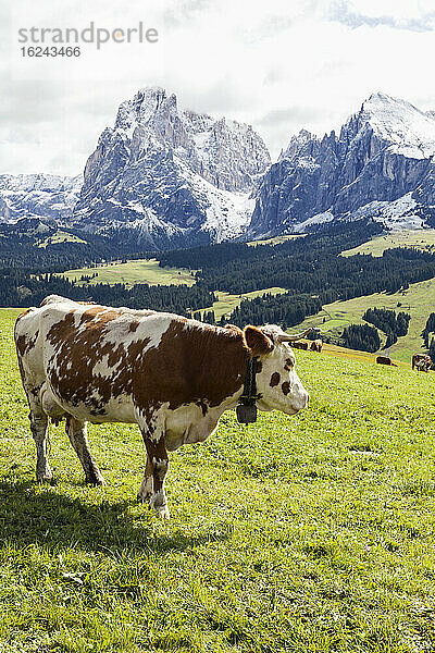 Kuh auf Bergwiese