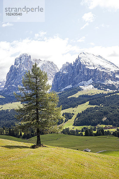 Kiefer auf einer Wiese  Berge im Hintergrund