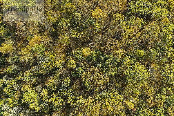 Luftaufnahme des Herbstwaldes