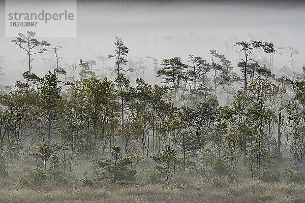 Blick auf Wald im Nebel