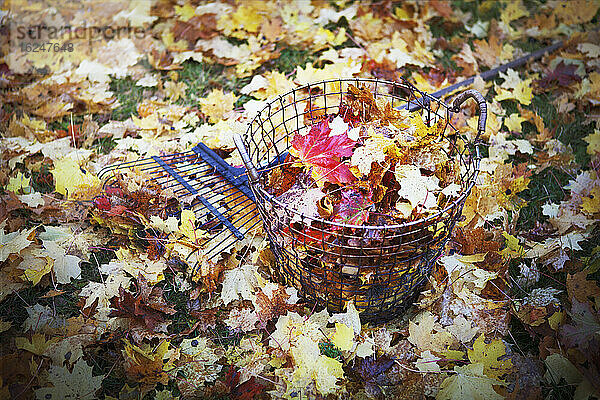 Herbstblätter im Drahtkorb
