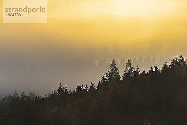 Wald bei Sonnenaufgang