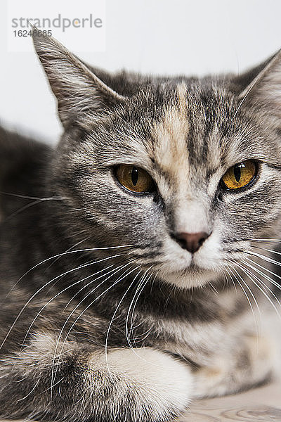 Porträt einer schildpattfarbenen Katze