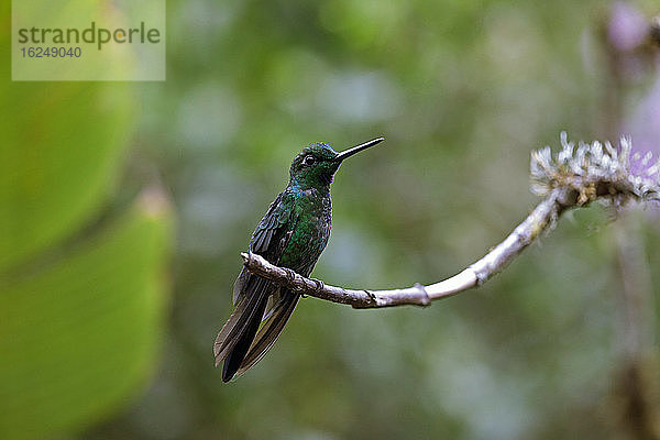 Kolibri auf einem Zweig sitzend