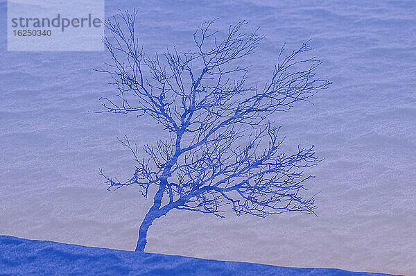 Schatten eines Baumes bei Schnee