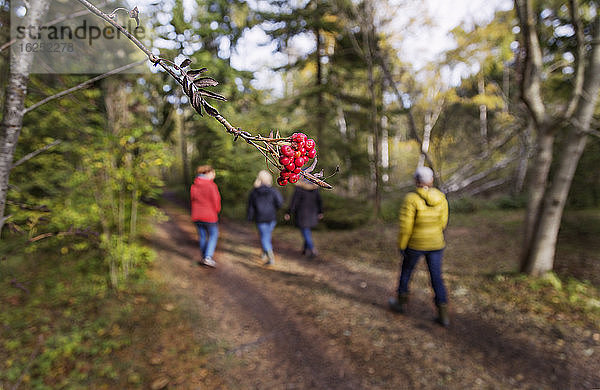 Vier Frauen spazieren durch den Herbstwald