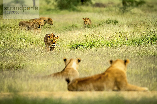 Löwin (Panthera leo)  die durch ein Feld mit langem Gras läuft  während der Rest des Rudels zuschaut; Tansania