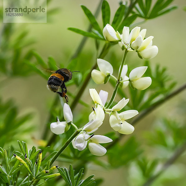 Eine Hummel schwebt über einer weißen Blüte; Te Anau  Southland Region  Neuseeland