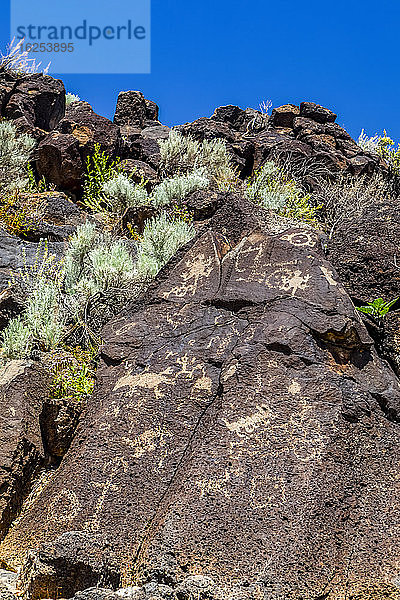 Petroglyphen auf Vulkangestein mit Salbeibusch im Piedras-Marcadas-Canyon  Petroglyphen-Nationaldenkmal an einem sonnigen Frühlingsnachmittag; Albuquerque  New Mexico  Vereinigte Staaten von Amerika