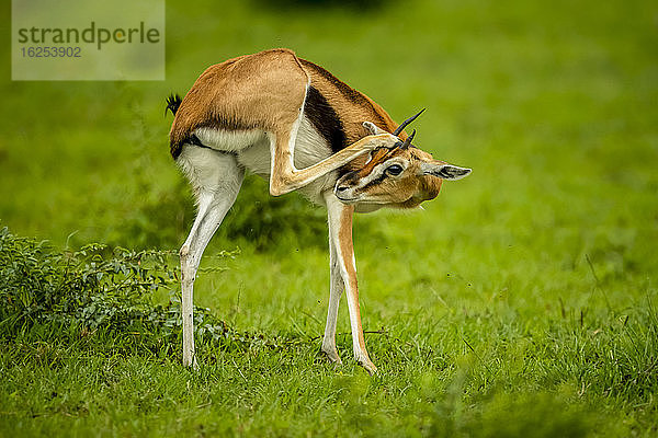 Junge männliche Thomson-Gazellen (Eudorcas thomsonii)  die auf dem Gras stehen und sich mit dem Hinterbein am Kopf kratzen; Kenia