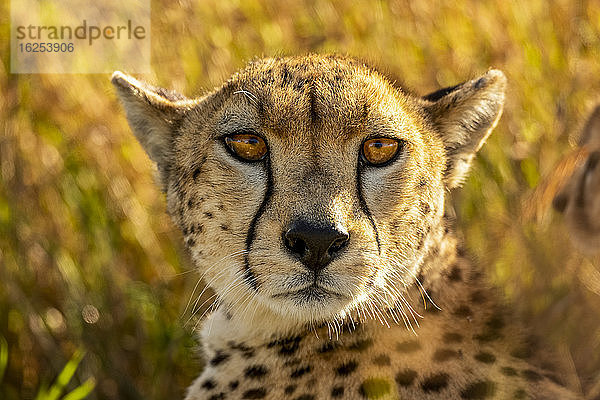 Nahaufnahme eines Geparden  der im Gras liegt und in die Kamera schaut; Tansania