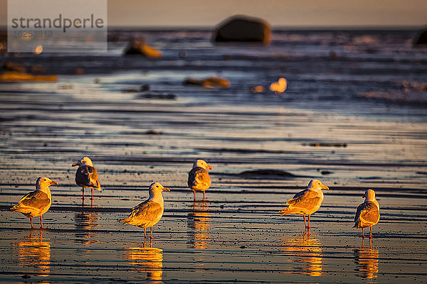 Möwen glühen bei Sonnenuntergang am Strand  Kenai-Halbinsel  Süd-Zentral-Alaska im Sommer; Ninilchik  Alaska  Vereinigte Staaten von Amerika