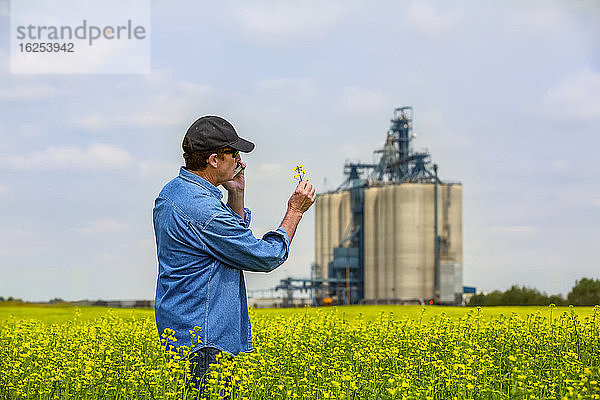 Landwirt steht mit einem Smartphone in einem Rapsfeld und inspiziert den Ertrag mit einem Getreidelager im Hintergrund; Alberta  Kanada