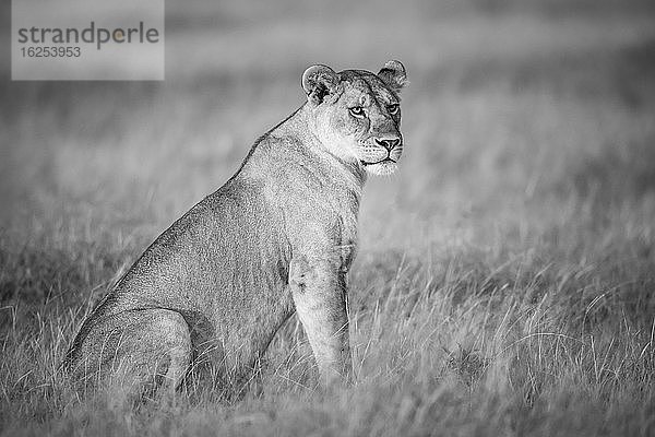 Schwarzweiß-Porträt einer Löwin (Panthera leo)  die im langen Gras in der Savanne bei Grumeti sitzt; Tansania