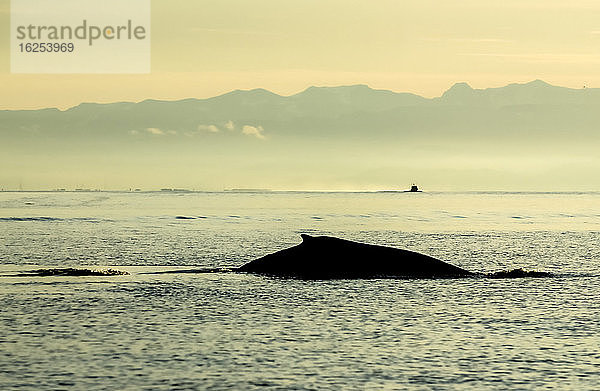 Silhouette eines Buckelwals  der im Pazifischen Ozean auftaucht; Homer  Alaska  Vereinigte Staaten von Amerika