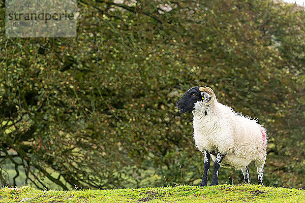 Ein einsamer Widder auf einem grasbewachsenen Hügel mit Bäumen im Hintergrund; Grafschaft Cornwall  England