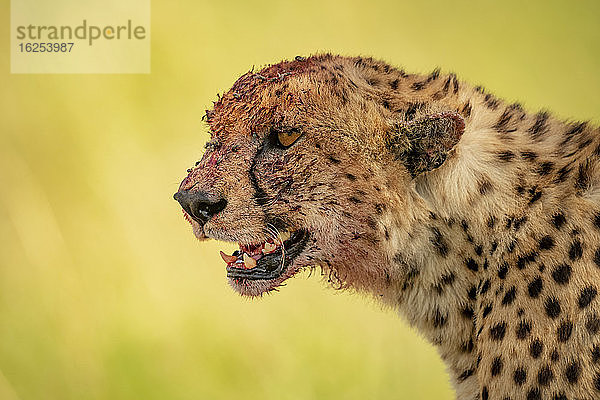 Nahaufnahme-Porträt eines Geparden (Acinonyx jubatus) mit blutbedecktem Kopf nach dem Fressen; Tansania