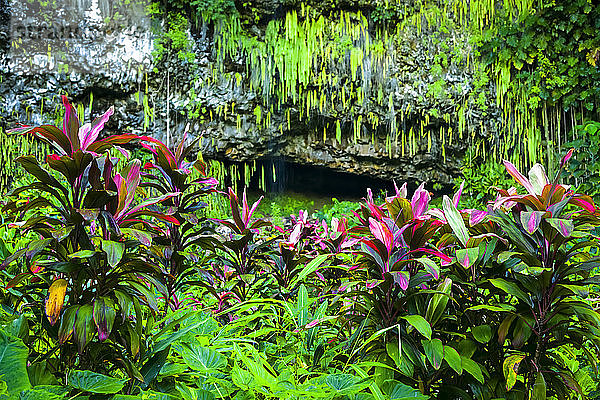 Farngrotte mit farbenprächtigen tropischen Pflanzen  Wailua River State Park; Wailua  Kauai  Hawaii  Vereinigte Staaten von Amerika