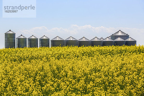 Reihe von Getreidebehältern und Silos aus Stahl hinter blühendem Rapsfeld  Alberta  Kanada