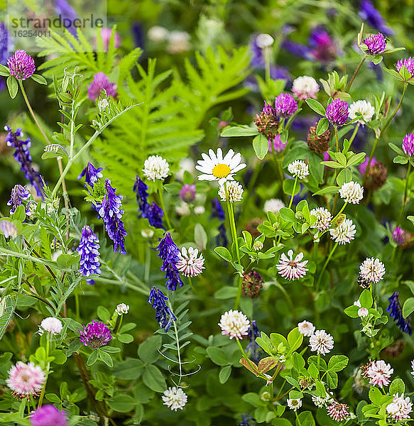 Wildblumenwiese; Surrey  Britisch-Kolumbien  Kanada