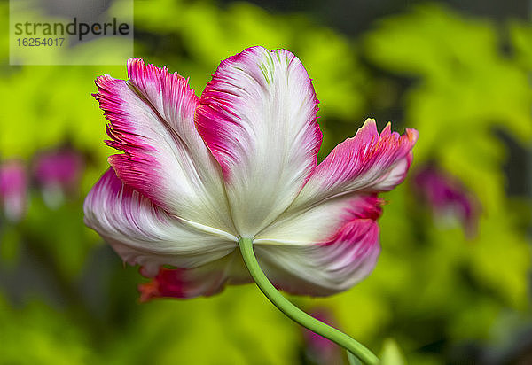 Nahaufnahme der Unterseite einer rosa-weißen Papageientulpe (Tulipa ×gesneriana Papageiengruppe) in einem Garten in Surrey; British Columbia  Kanada