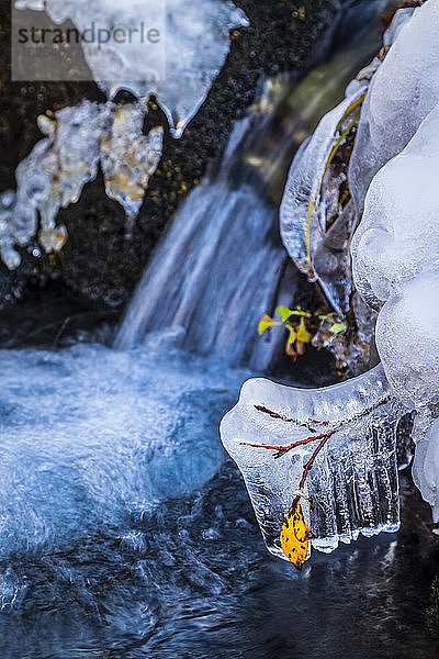 Im Herbst ist das Herbstlaub in Eiszapfen am Tokle Creek  Arctic Valley  Chugach State Park  Süd-Zentral-Alaska  eingefroren; Anchorage  Alaska  Vereinigte Staaten von Amerika