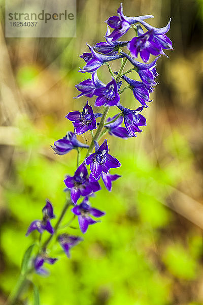 Rittersporn (Delphinium glaucum)  Chugach State Park  Chugach Mountains  Süd-Zentral-Alaska im Sommer; Alaska  Vereinigte Staaten von Amerika