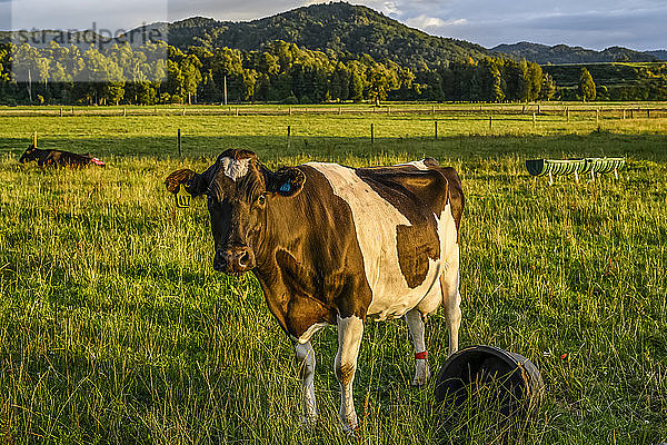 Eine Kuh steht bei Sonnenuntergang auf einem Farmfeld und schaut in die Kamera in Totara Flat  dem Zentrum der Agrarindustrie in der Grafschaft Grey; Südinsel  Neuseeland