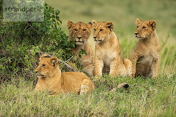 Vier Löwenbabys (Panthera leo) im Gras sitzend und liegend; Kenia